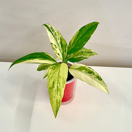 Anthurium Vittarifolium variegated