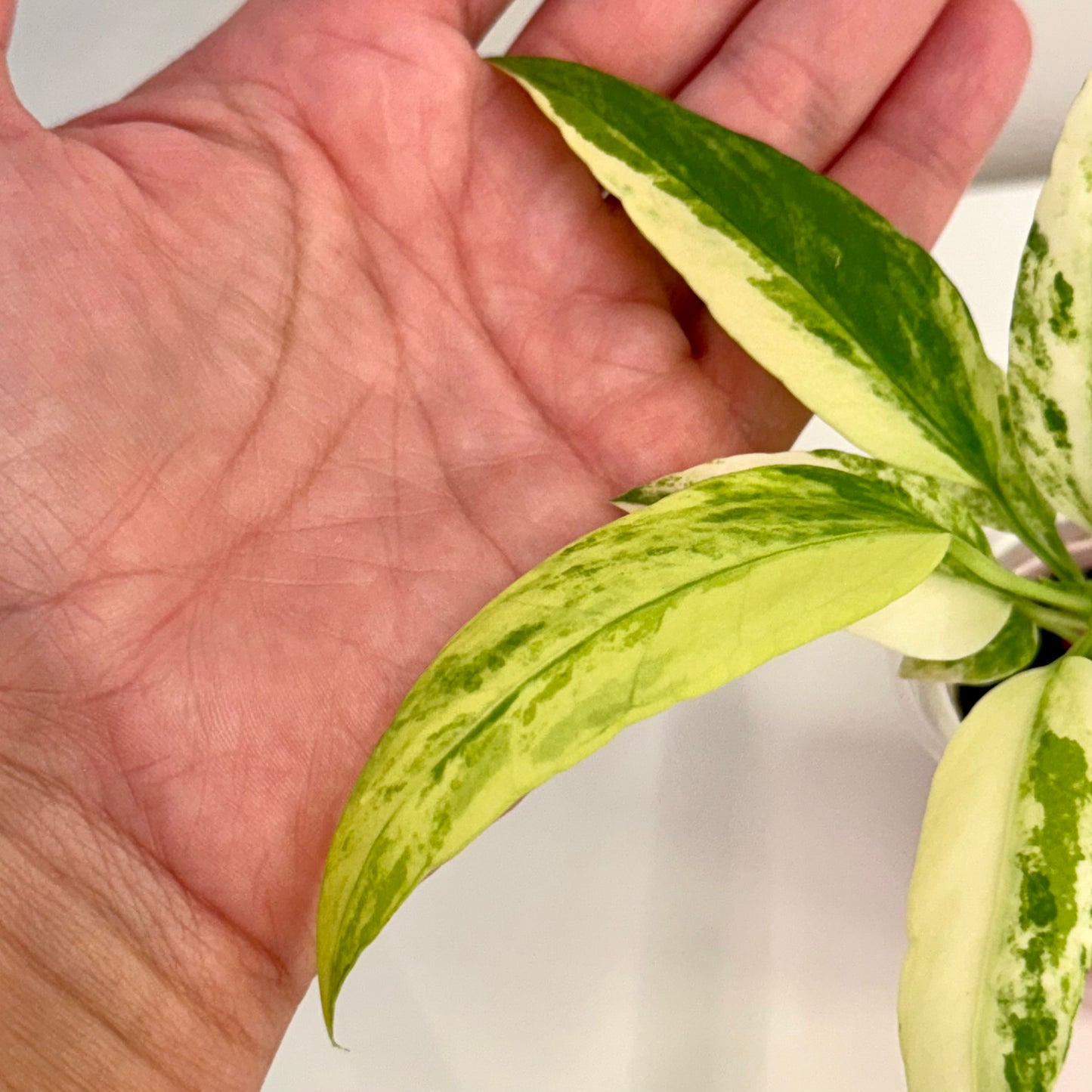Anthurium Vittarifolium variegated