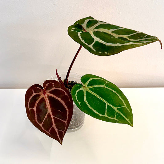 Anthurium Red Crystallinum NSE