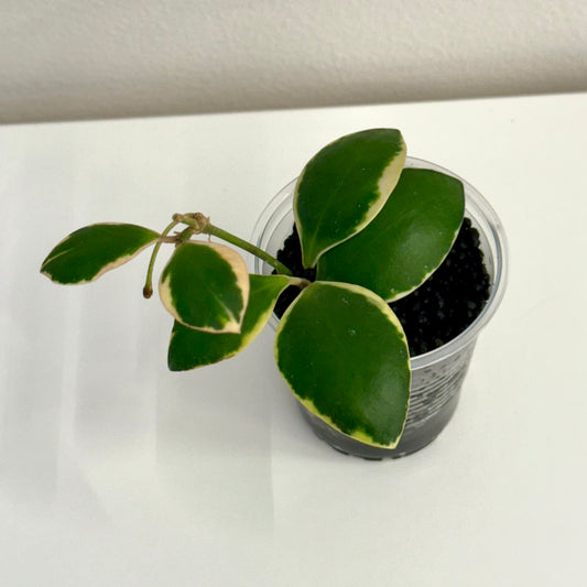 Hoya Palta (Incurvula Albo) with peduncle