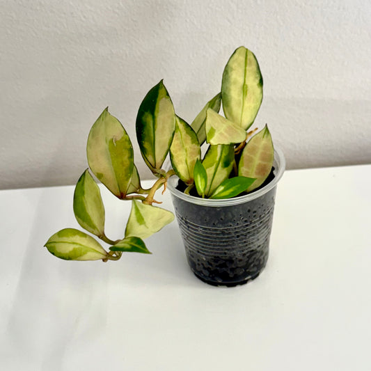 Hoya Walliniana Variegated (2 grow points)