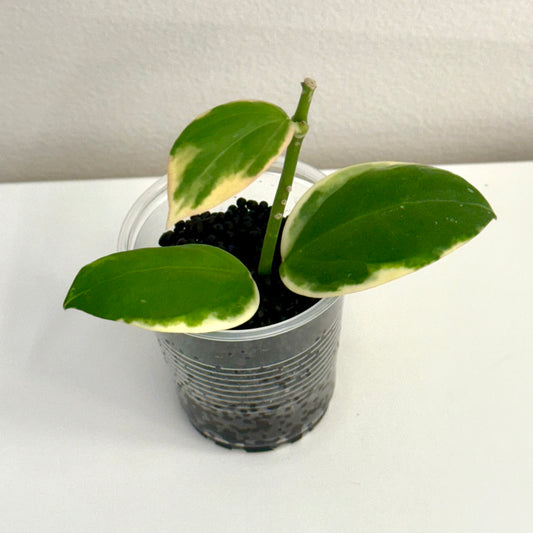 Hoya Para outer variegated