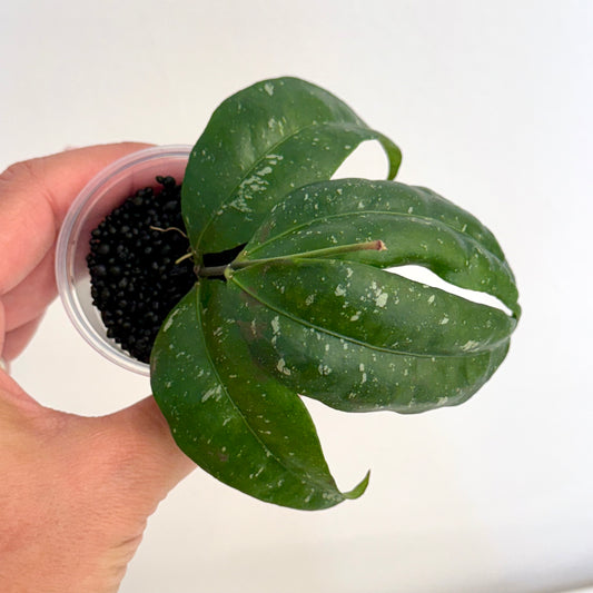 Hoya Amicabilis (splash)