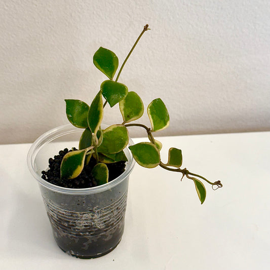 Hoya Bacoensis outer variegated (3 grow points)