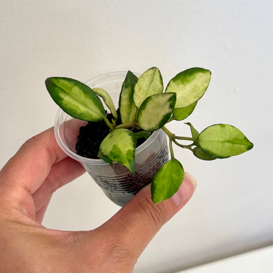 Hoya Lacunosa 'Queen Midori' (2 grow points)