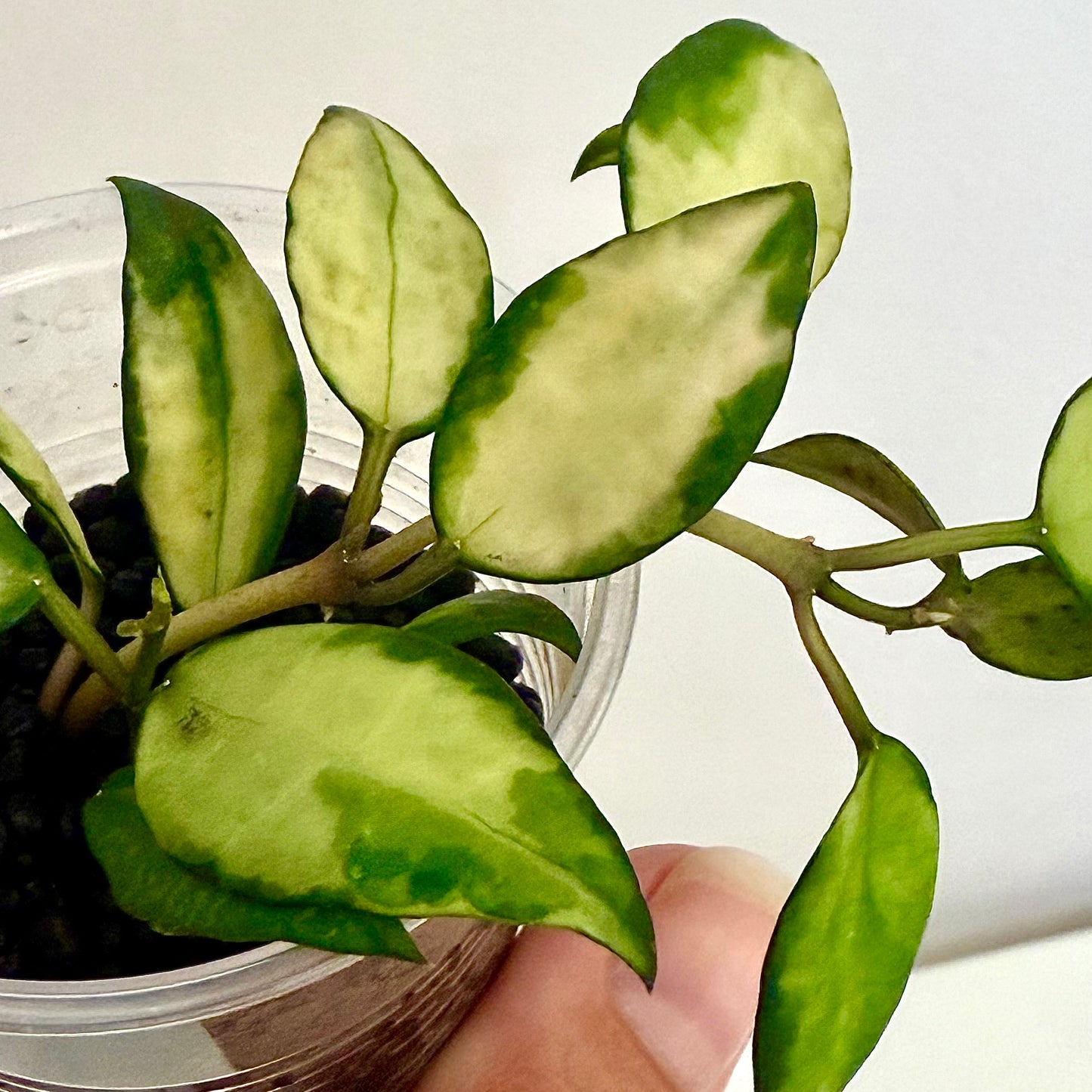 Hoya Lacunosa 'Queen Midori' (2 grow points)