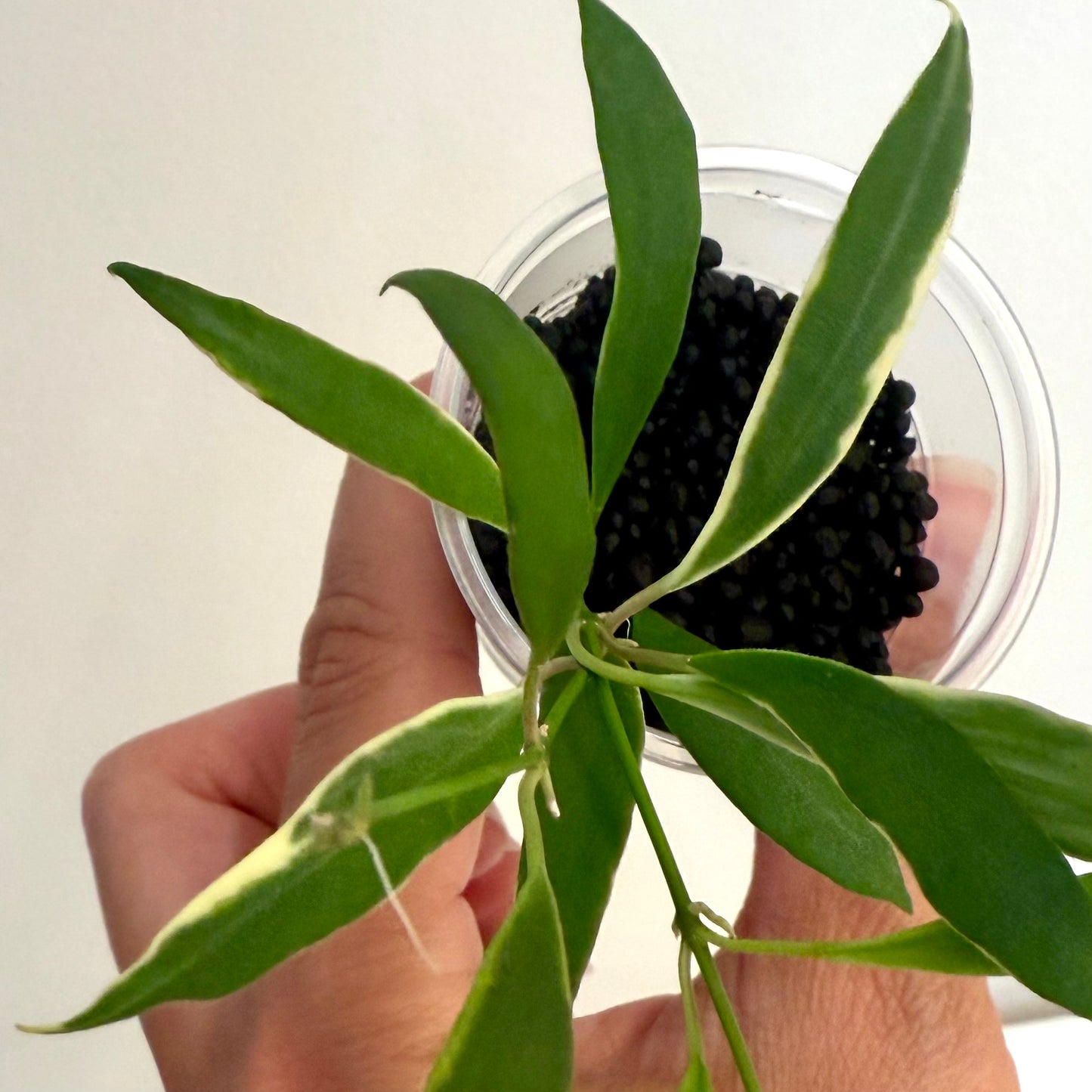 Hoya Tsangii Albomarginata #1