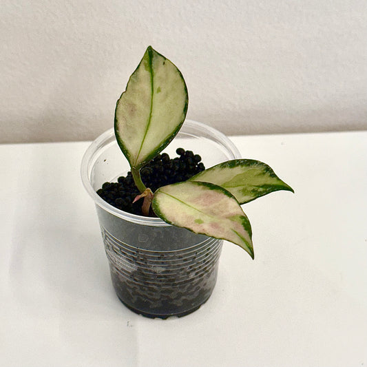 Hoya Nabawanensis Variegated #1
