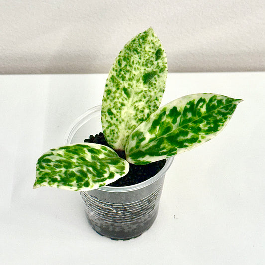 Hoya Carnosa Madara 'Snow Angel'