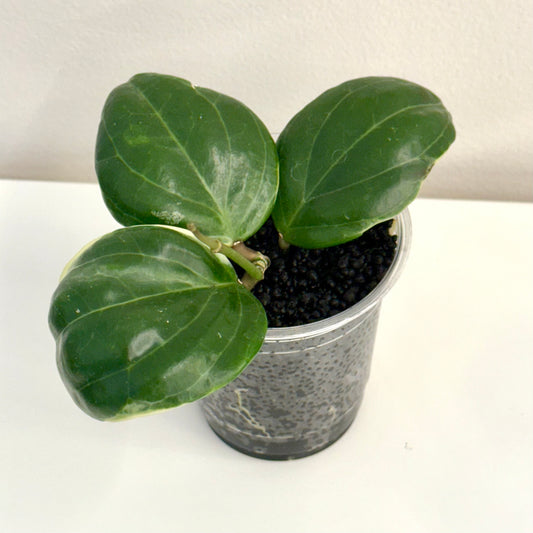 Hoya Little Plu