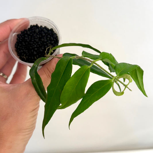 Hoya Paradisea