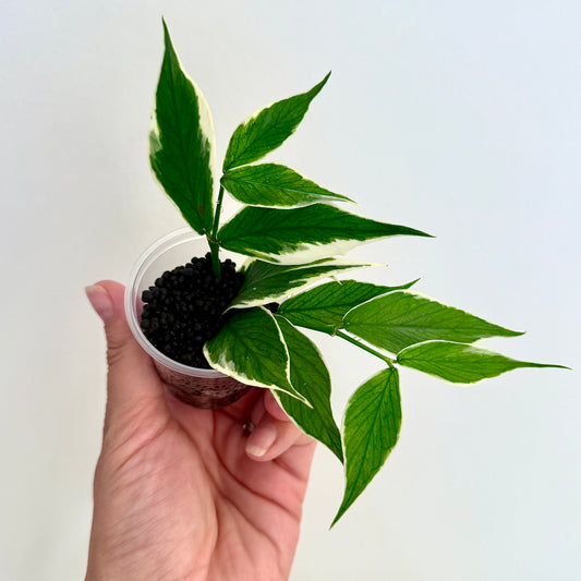 Hoya Polyneura Albomarginata (2 grow points)