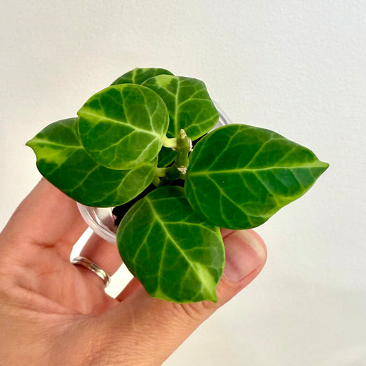 Hoya Obscura Variegated