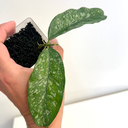 Hoya Cystiantha Splash