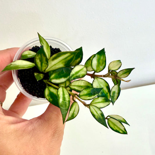 Hoya Lacunosa Variegated (3 grow points)