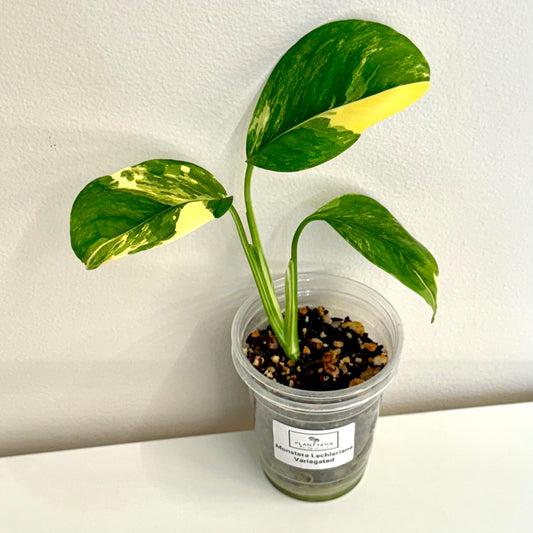 Monstera Lechleriana variegated