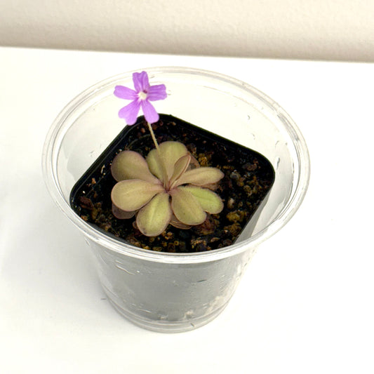 Pinguicula Emarginata big rosette x Elizabethiae
