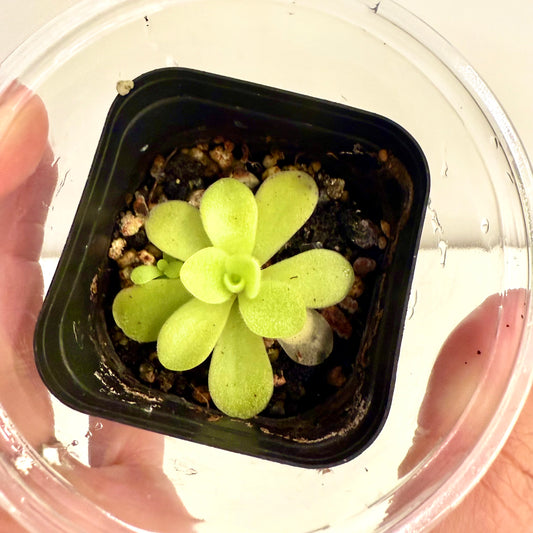 Pinguicula True Blue Agnata