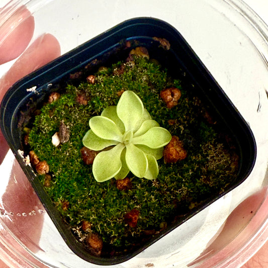 Pinguicula Enarginata x Weser
