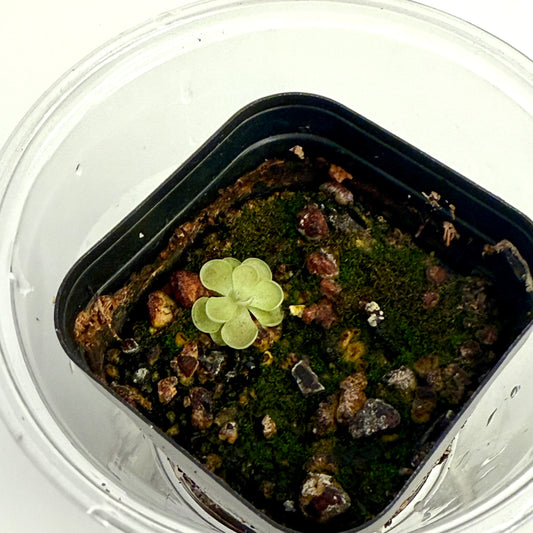 Pinguicula Jaumavensis