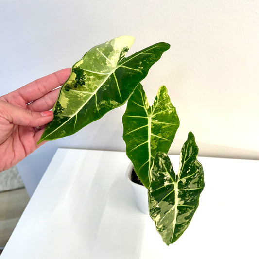 Alocasia Frydeck Variegated
