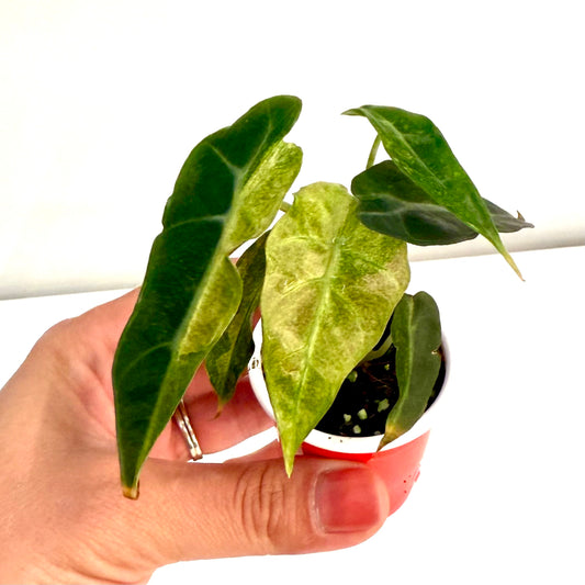 Alocasia Amazonica Splash