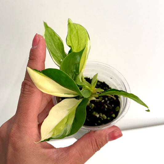 Philodendron Gabby