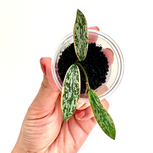 Hoya Sigillatis Outer Variegated