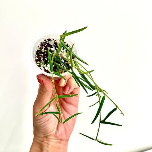 Hoya Linearis (4 grow points)