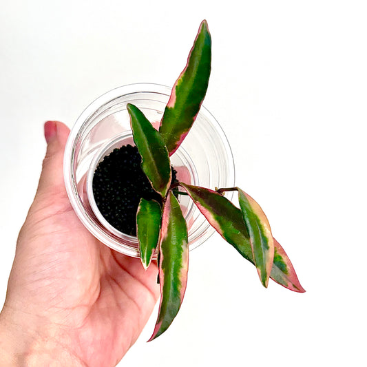 Hoya Kentiana “Lori Lyn”