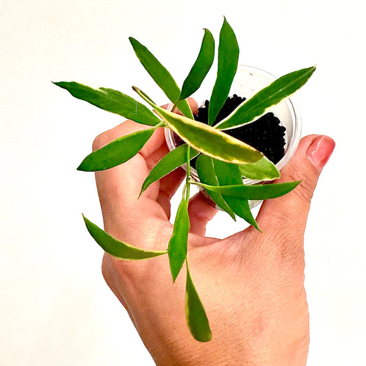 Hoya Tsangii Albomarginata #1 (2 grow points)