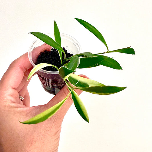 Hoya Tsangii Albomarginata #2 (2 grow points)