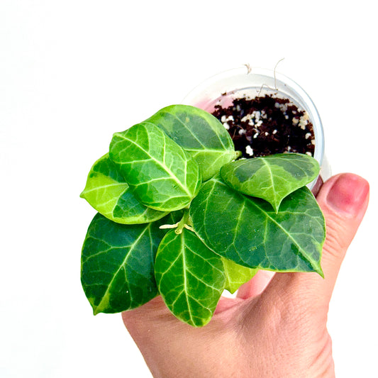 Hoya Obscura Variegated