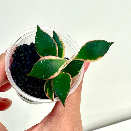 Hoya Bacoensis outer variegated