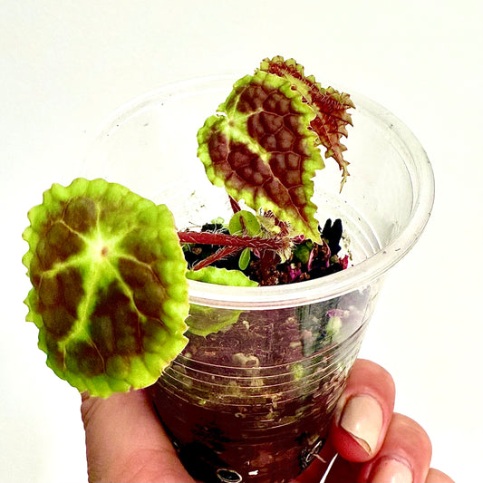 Begonia Staudtii x Microsperma
