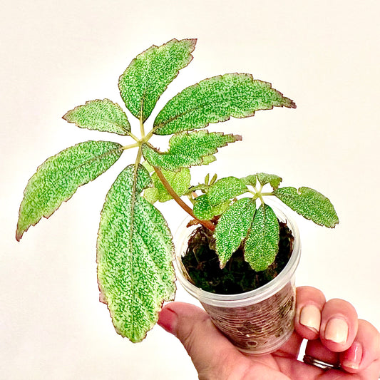 Begonia Frosted Star