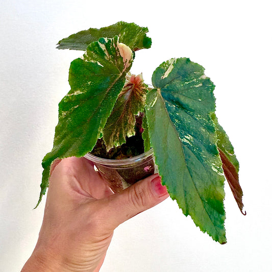 Begonia Ginny Galaxy