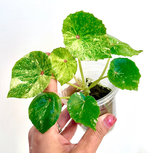 Begonia Rogue Variegated