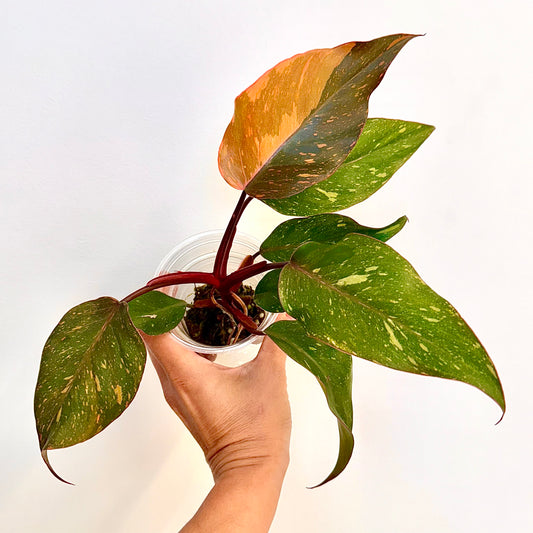 Philodendron Orange Princess Galaxy