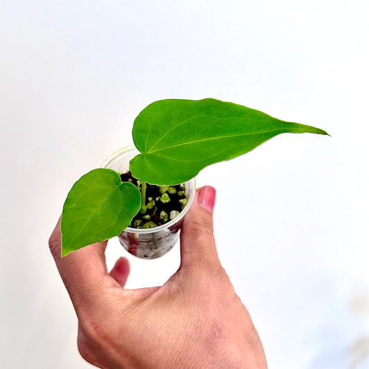 Anthurium Delta Force  (small plant)