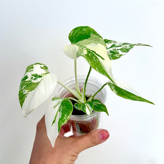 Monstera Albo Variegated