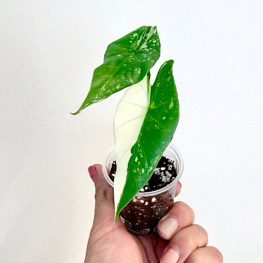 Alocasia Simpo Variegated (grow from corm)