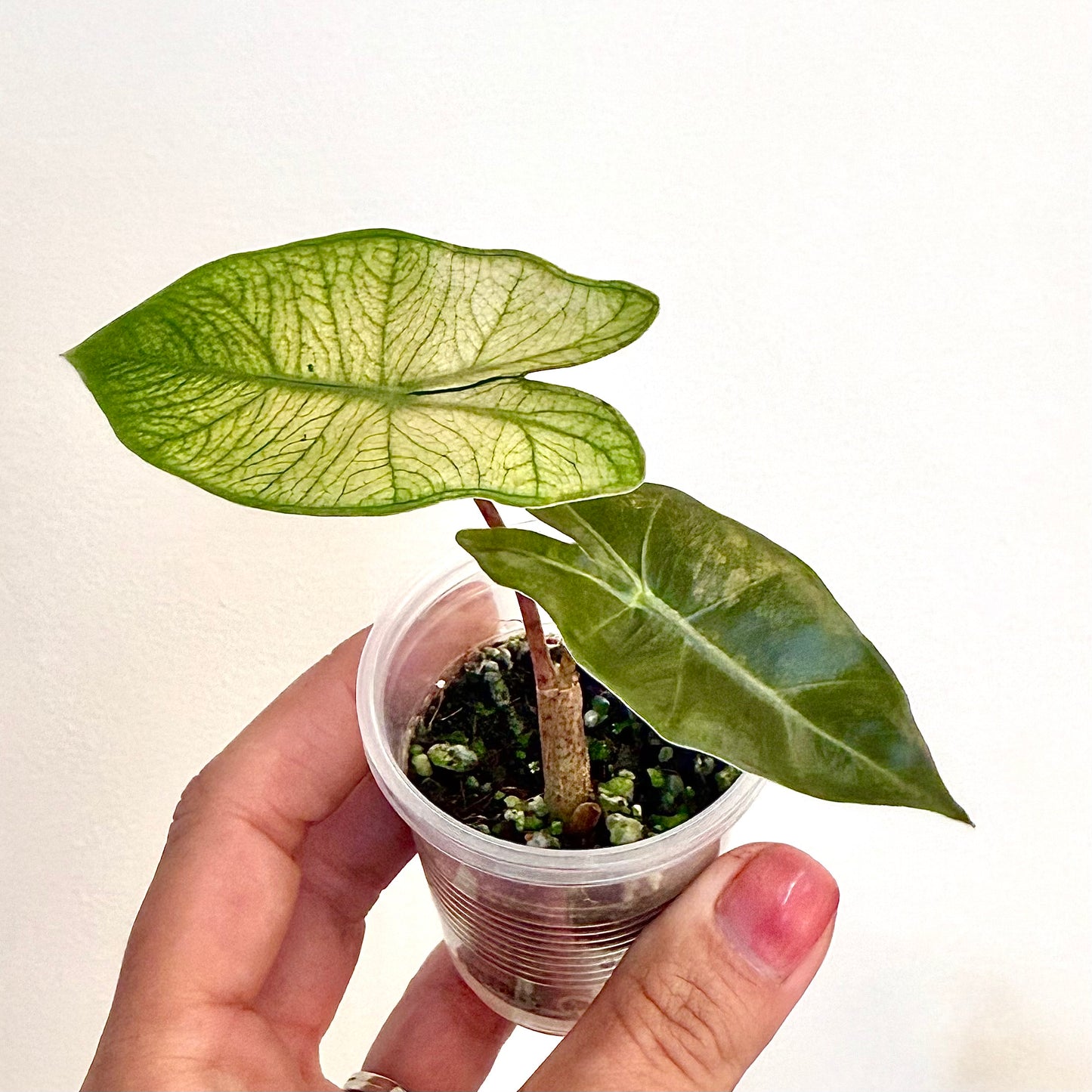 Alocasia Pseudo Sanderiana Pink Mint(grow from corm)