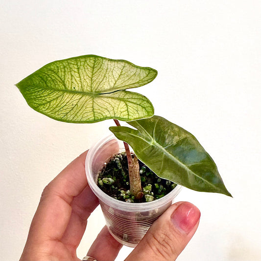 Alocasia Pseudo Sanderiana Pink Mint(grow from corm)