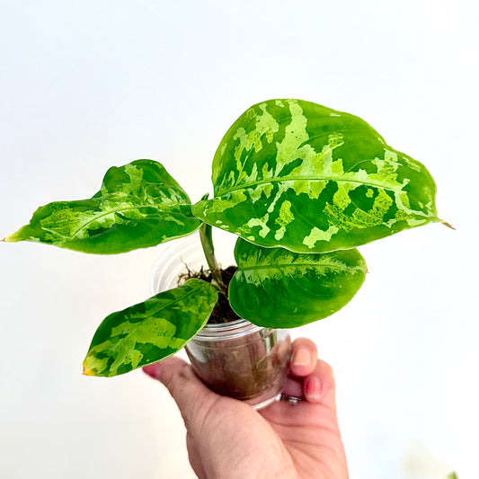 Aglaonema Pictum Tricolor