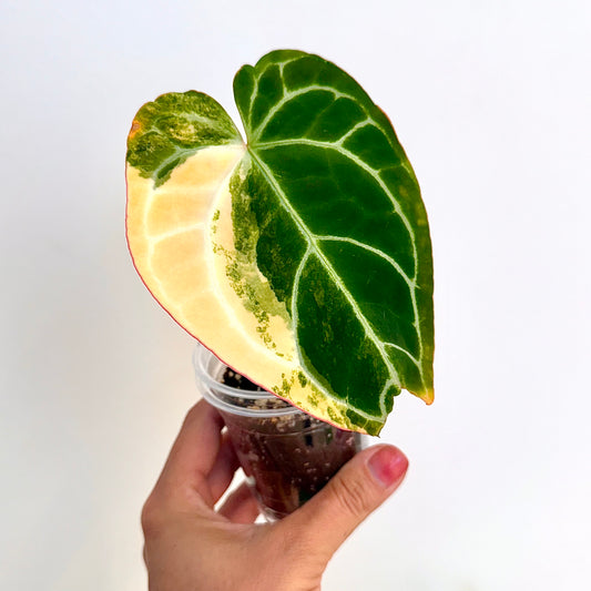 Anthurium Crystallinum Variegated #1 (rooted top cutting wit 2 grow points)