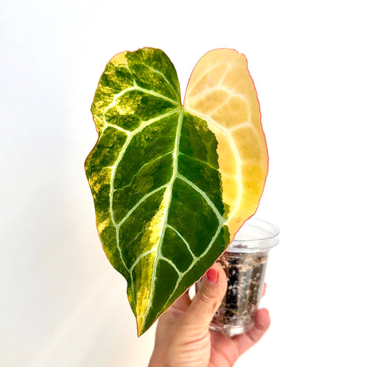 Anthurium Crystallinum Variegated #2 (rooted top cutting wit new growth )
