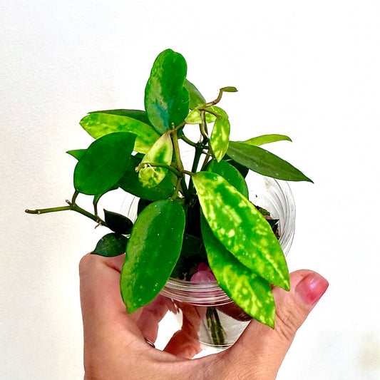 Hoya Lacunosa Amarillo (3 grow points)