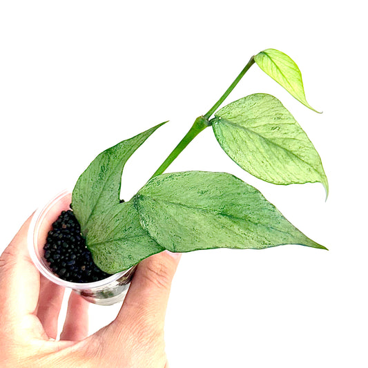 Hoya Polyneura Silver Broget #2