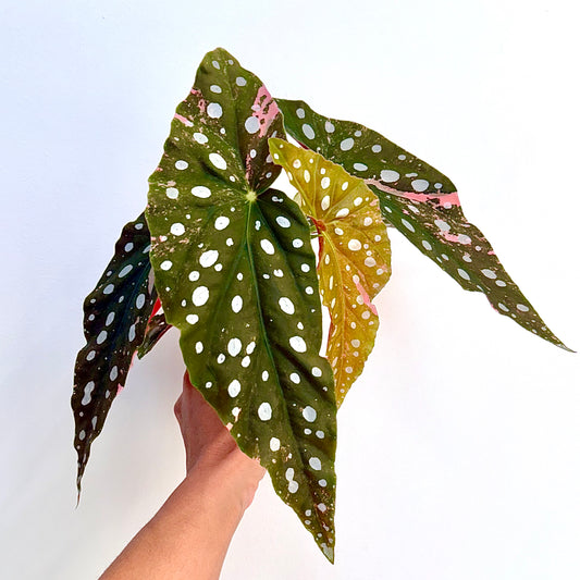 Begonia Maculata Pink Variegated ( Big Plant)